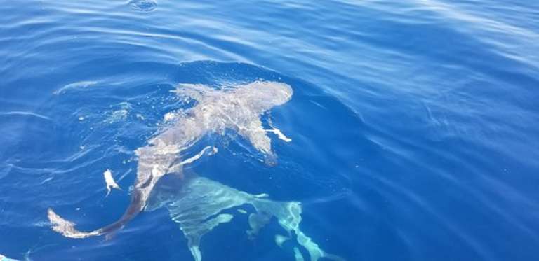 Calypso Dive Charters