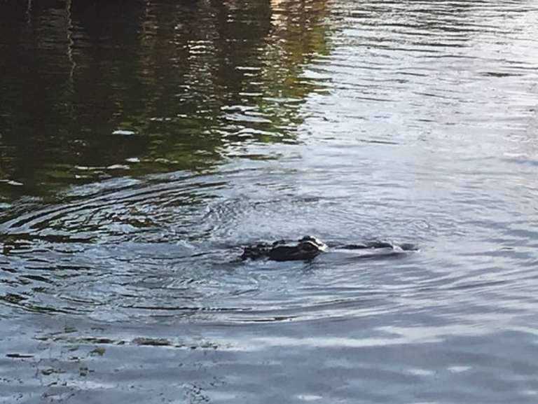 Airboats & Alligators