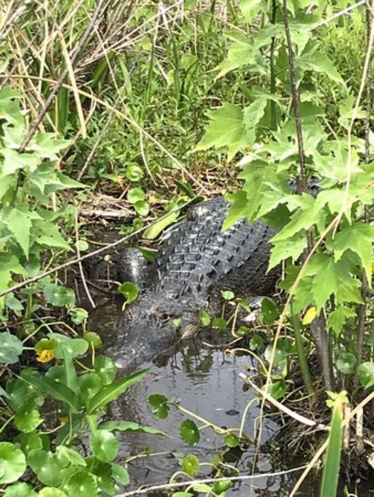 Airboat and Gator Charters