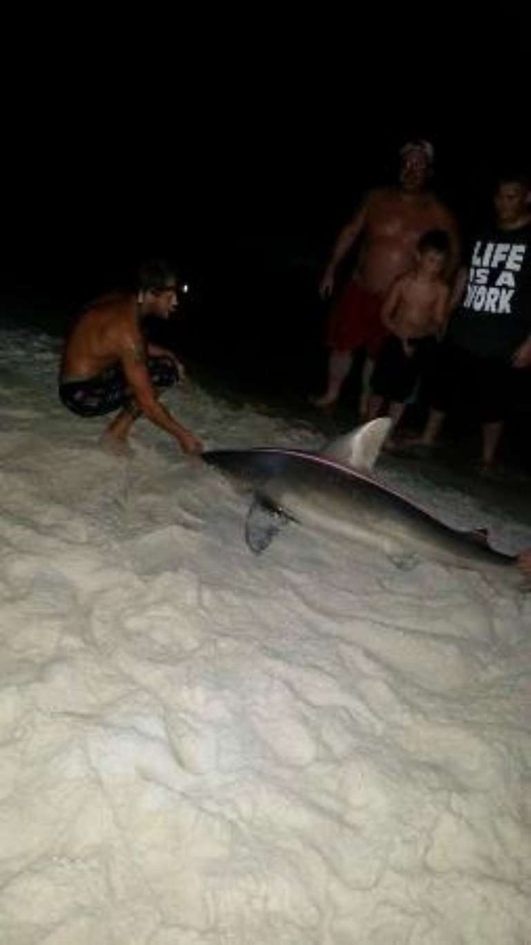 Off The Beach Shark Fishing Day Trips