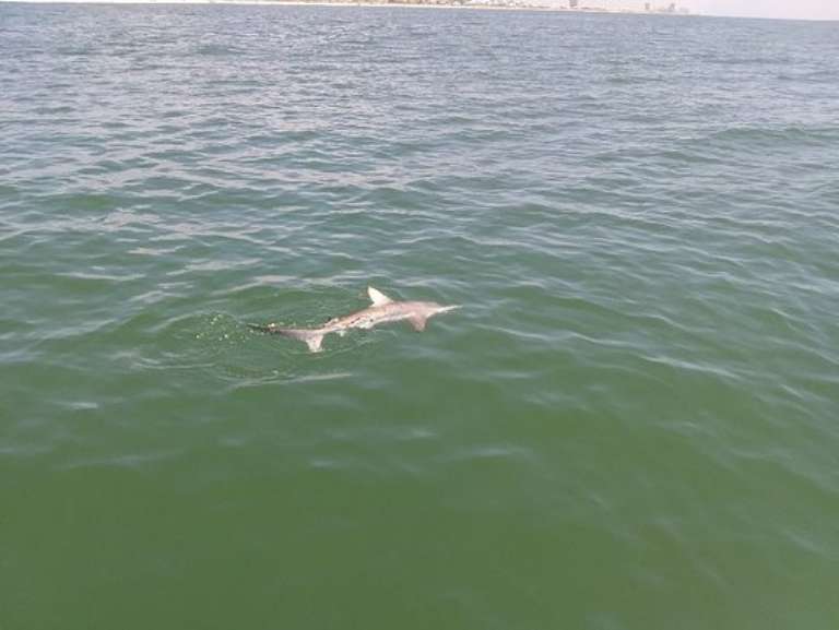 Island Marine Charters