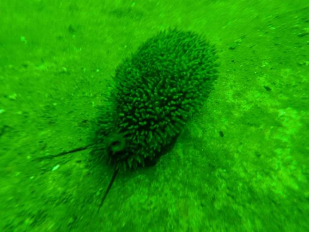 Niuhi Dive Charters