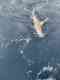 New Lattitude Sportfishing