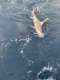 New Lattitude Sportfishing
