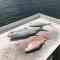 Chasin Finz Sport Fishing Charter