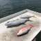 Chasin Finz Sport Fishing Charter