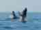 7 Seas Whale Watch