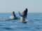 7 Seas Whale Watch