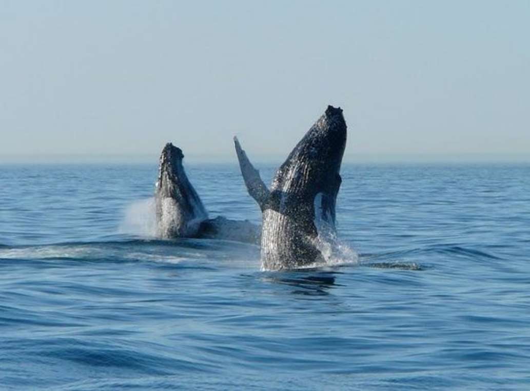 7 Seas Whale Watch