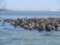 Harbor Seal Boat Tours