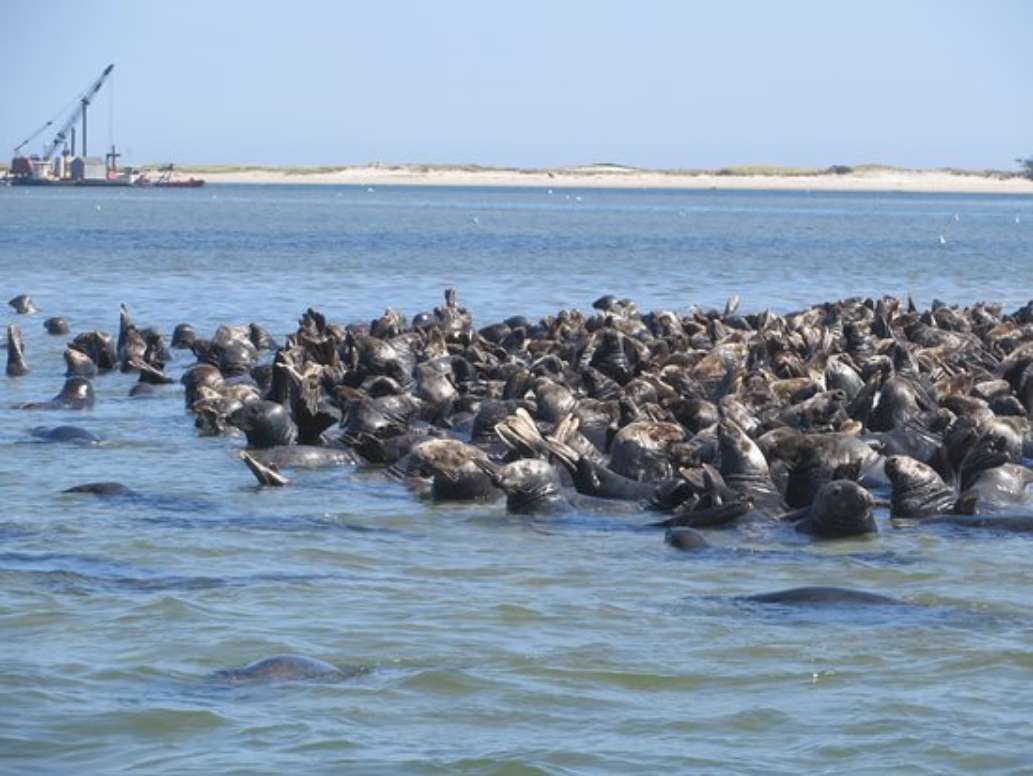 Harbor Seal Boat Tours