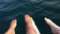 Dog Gone Sailing Charters