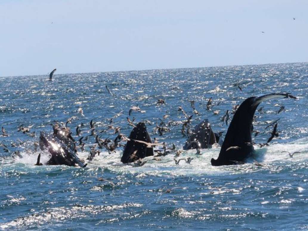 Hyannis Whale Watcher Cruises