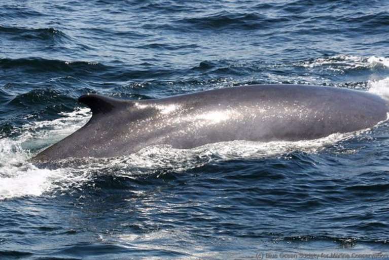 Atlantic Whale Watch