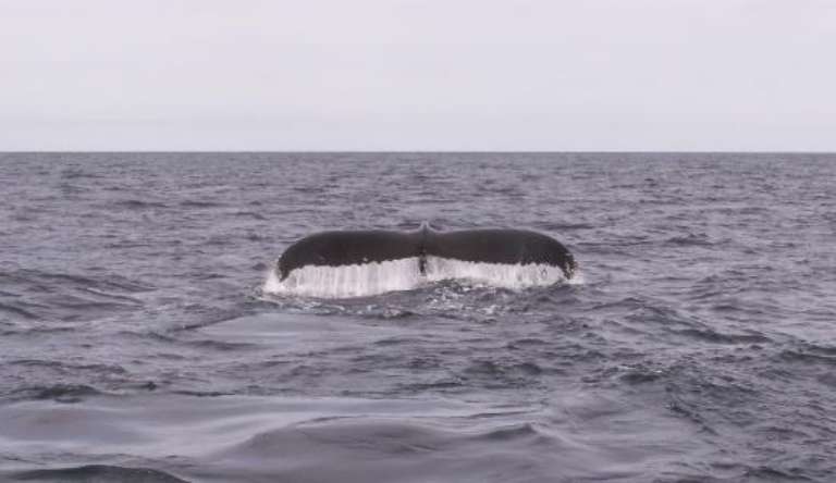 Granite State Whale Watch