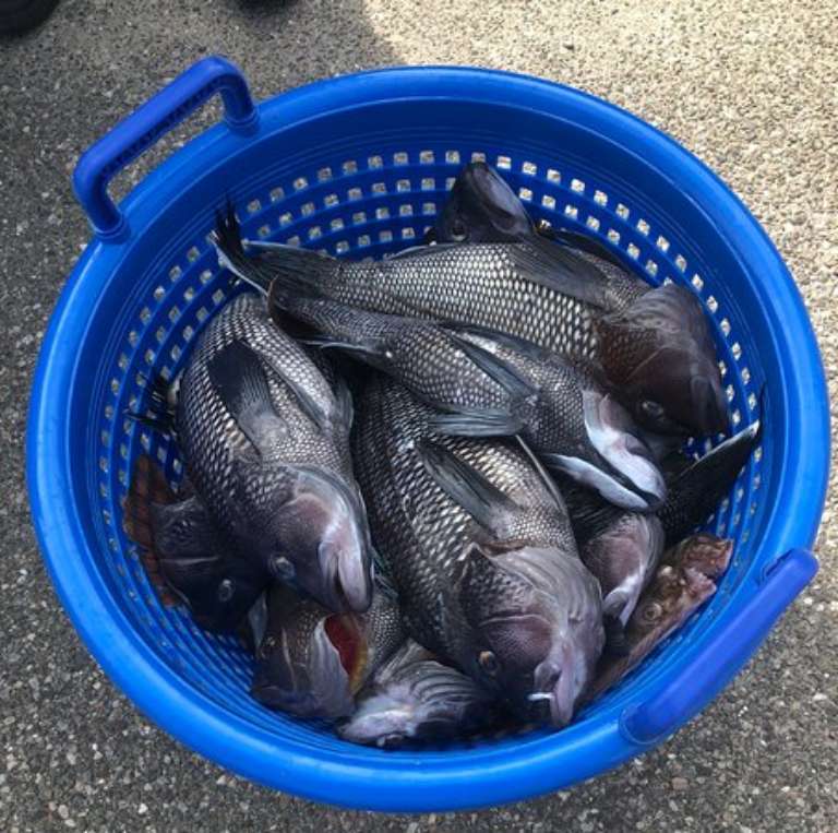 Gianna Helena Charters