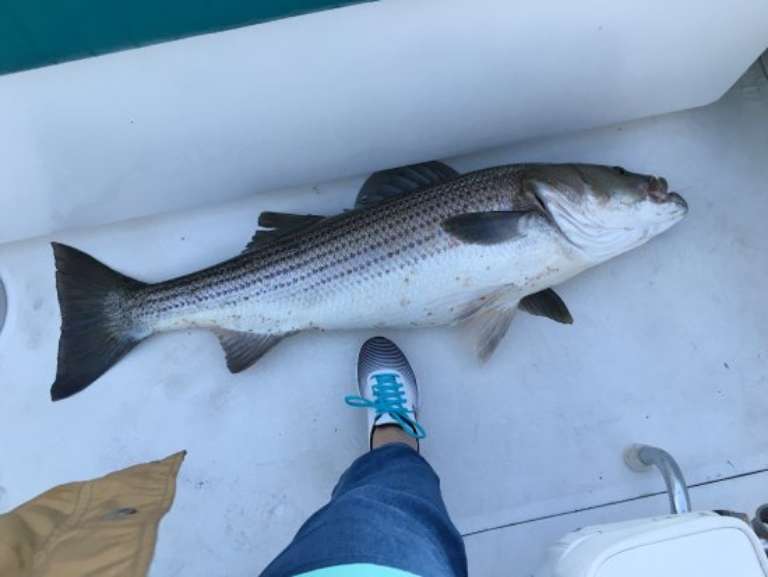 Wild Bill's Action Sports