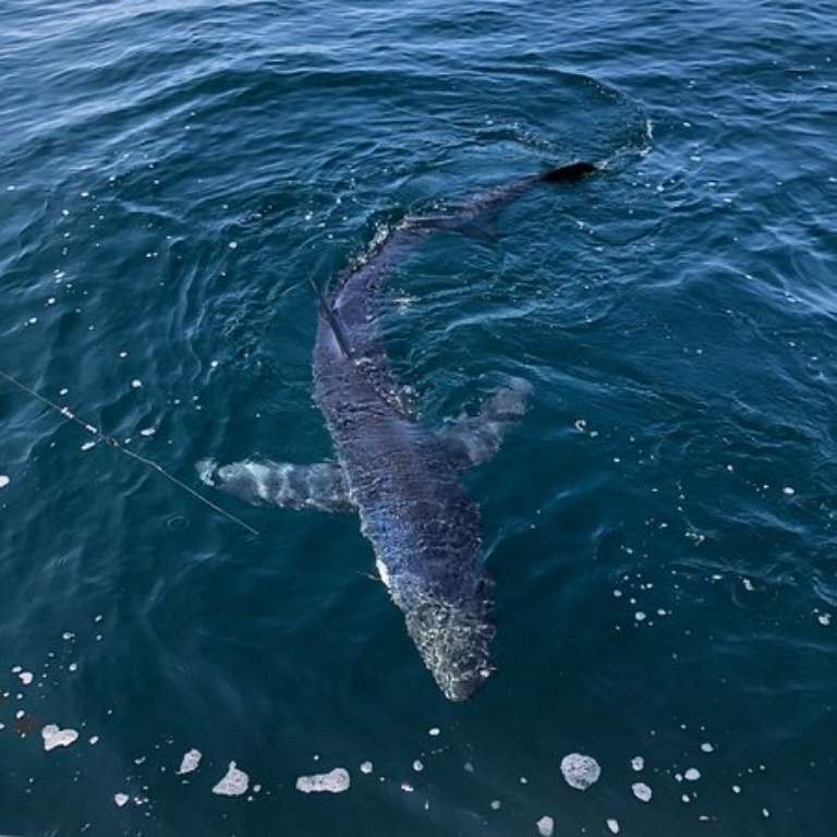 Legit Fish Sport Fishing