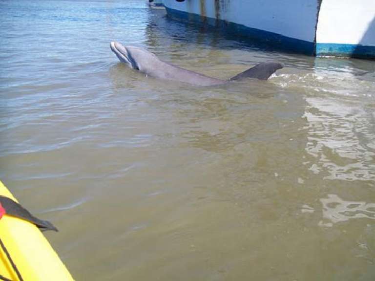 North Island Surf and Kayak