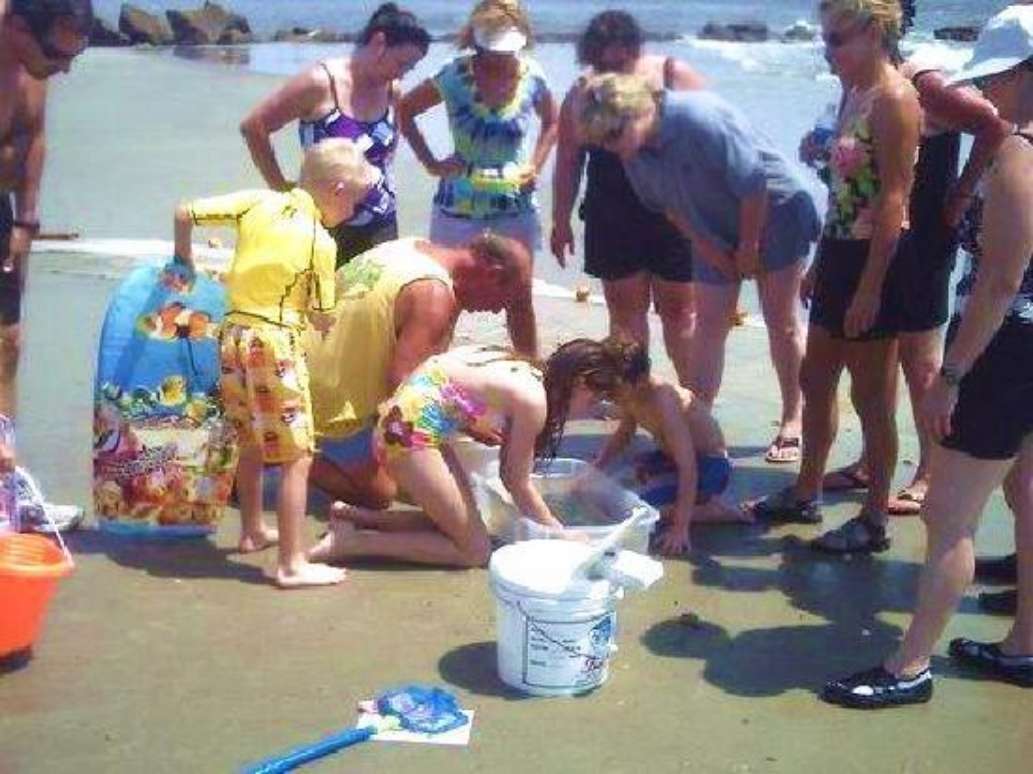 Tybee Beach Ecology Trips