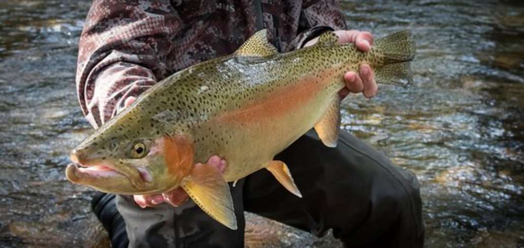 Appalachian Anglers