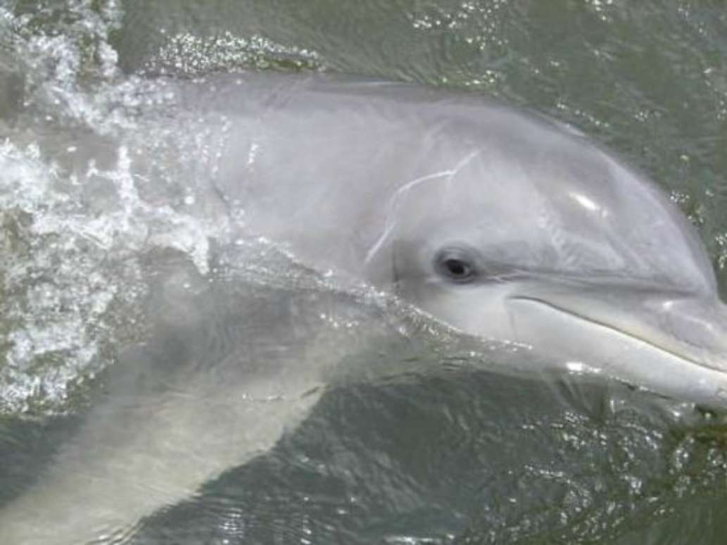 Captain Derek's Dolphin Adventure