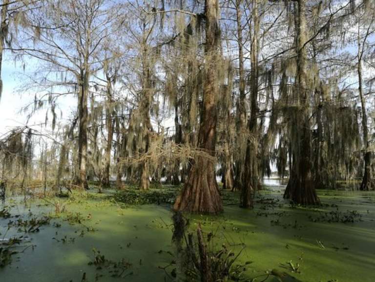 Swamp Tours of Acadiana