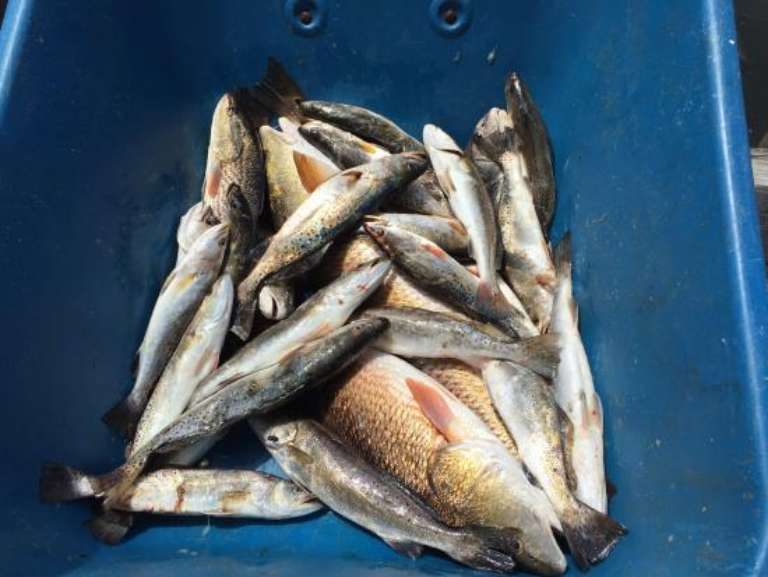 Dream Catcher Guide Service