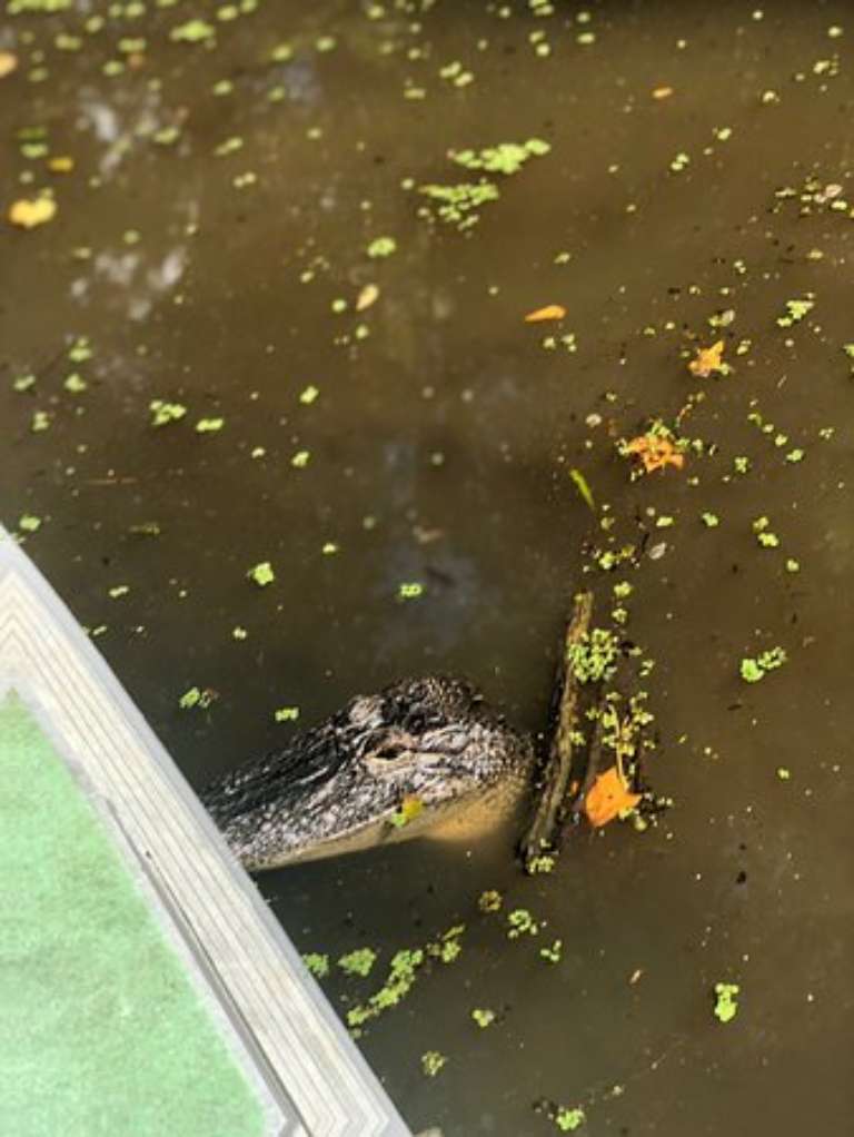 Swamp Adventures LLC