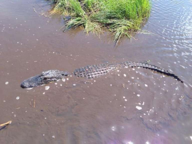 Cajun Encounters Tour