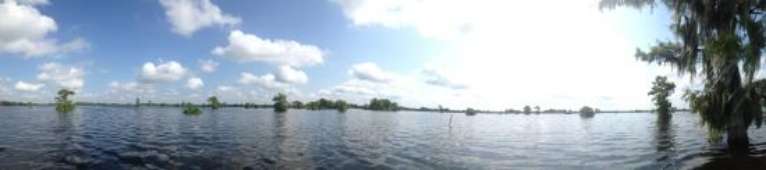 Couret's Swamp Tours