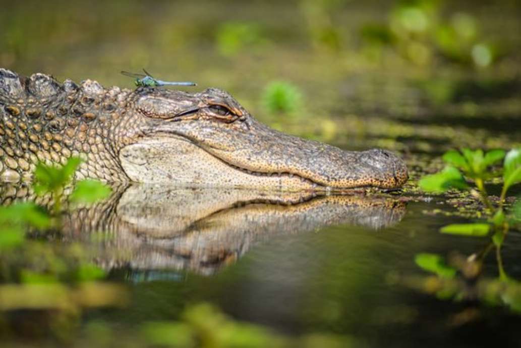 Wild Louisiana Tours