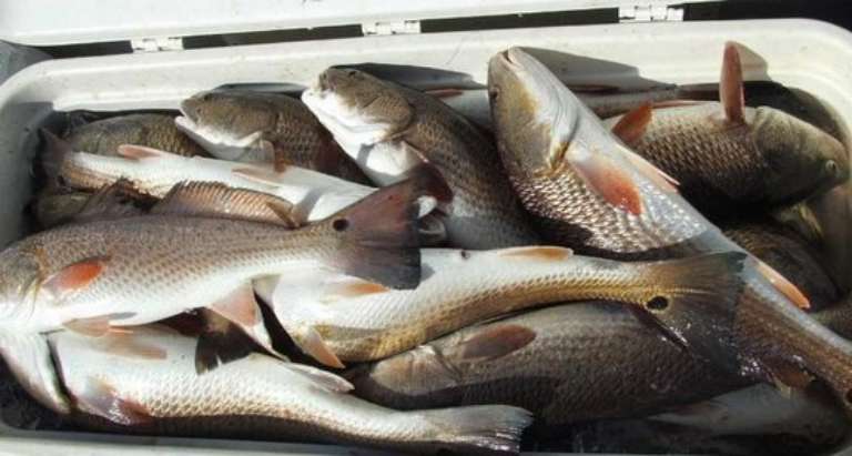 South Louisiana Redfishing