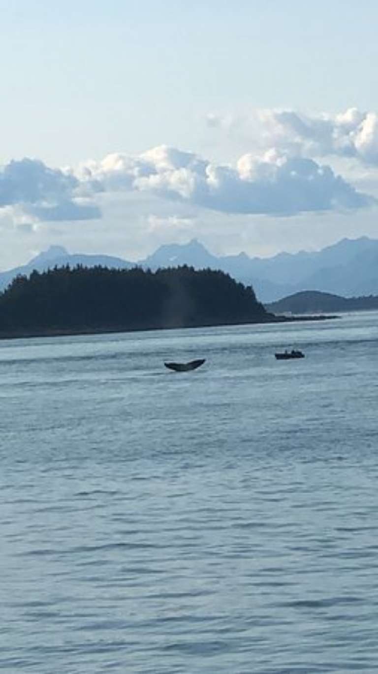 Whale Watching and Wildlife Tours