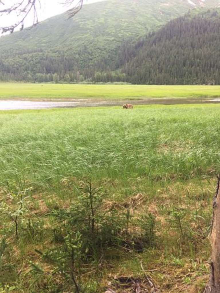 Alaska Wild Bear Adventures