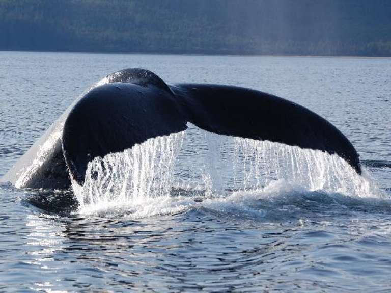 Hoonah Travel Adventures