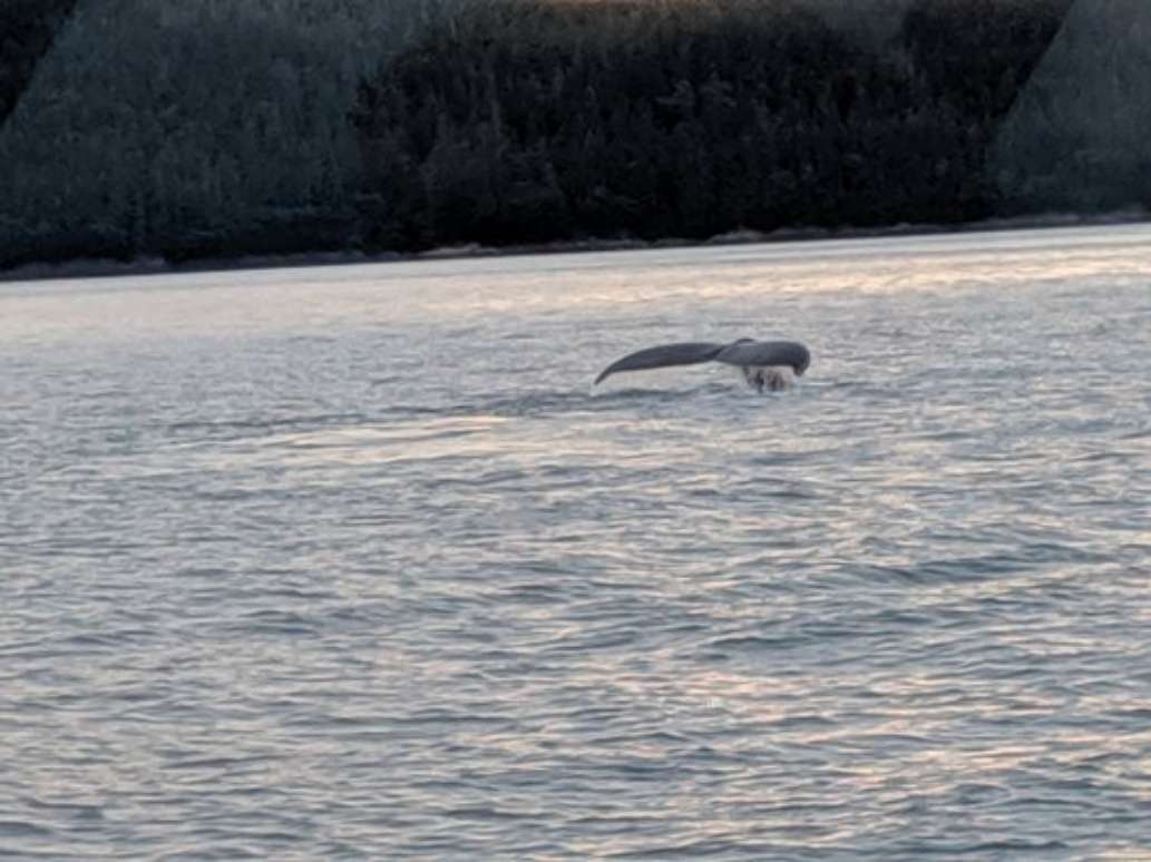 Allen Marine Tours
