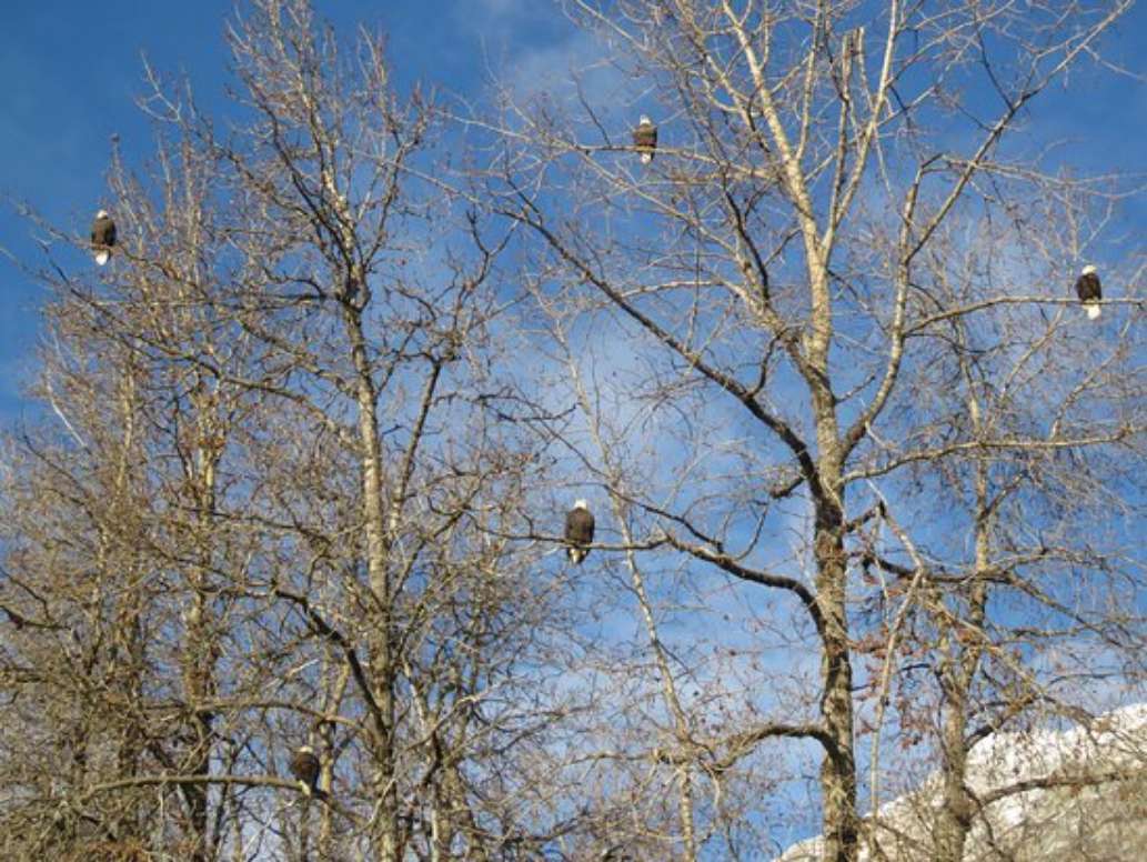 Alaska Nature Tours