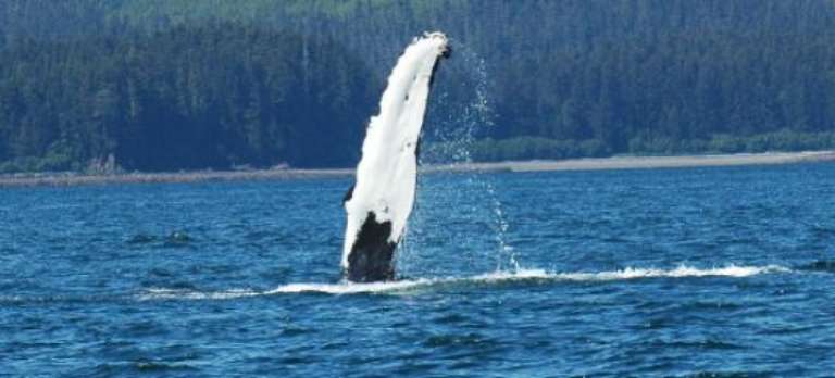 Glacier Wind Charters