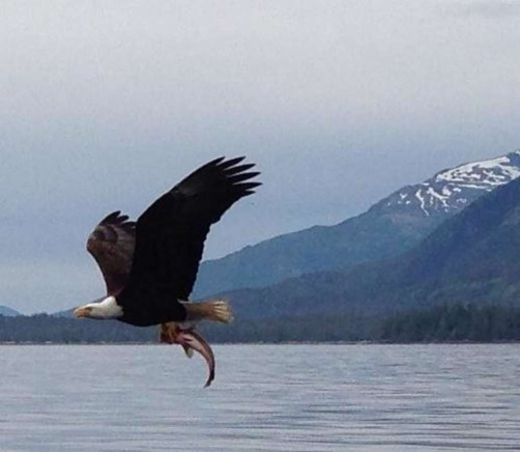 The Alaska Catch