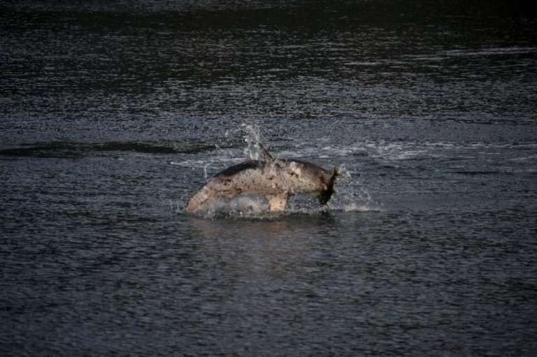 Crackerjack Sportfishing Charters