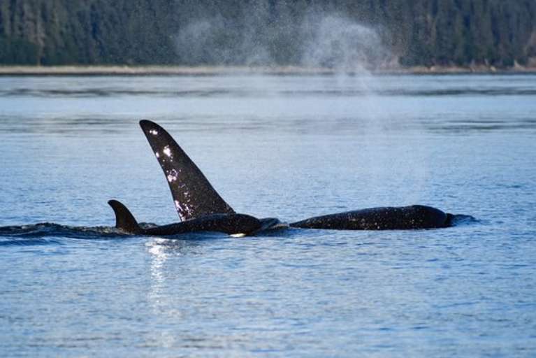 Harv and Marv's Outback Alaska