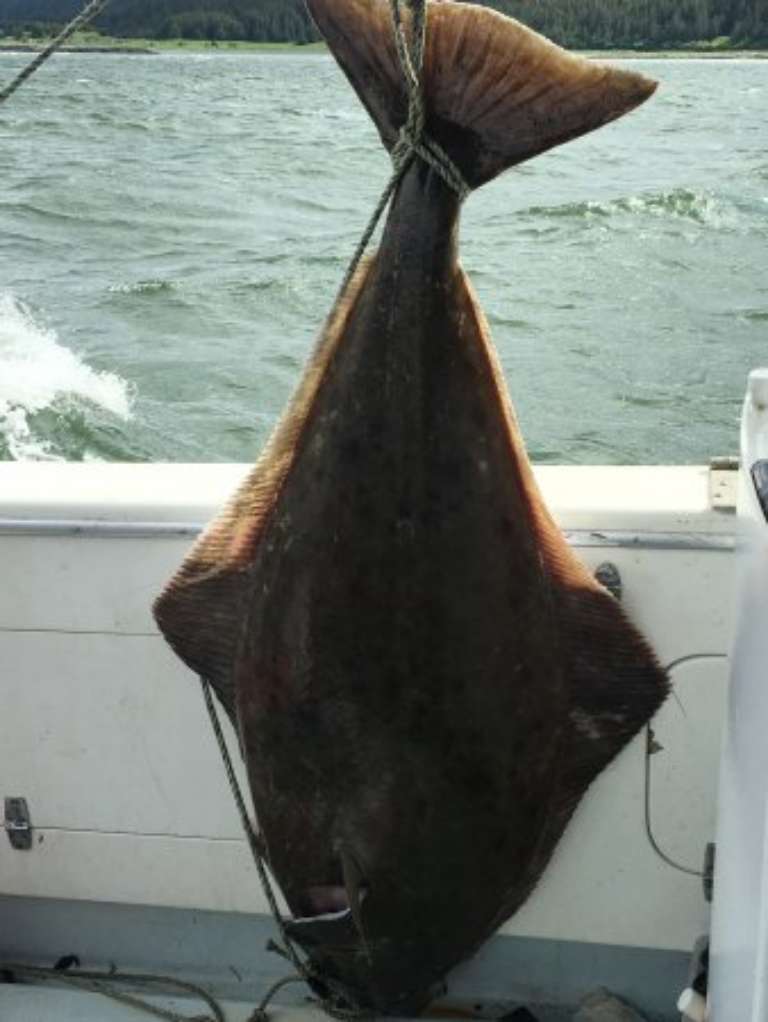 I Fish Haines Alaska