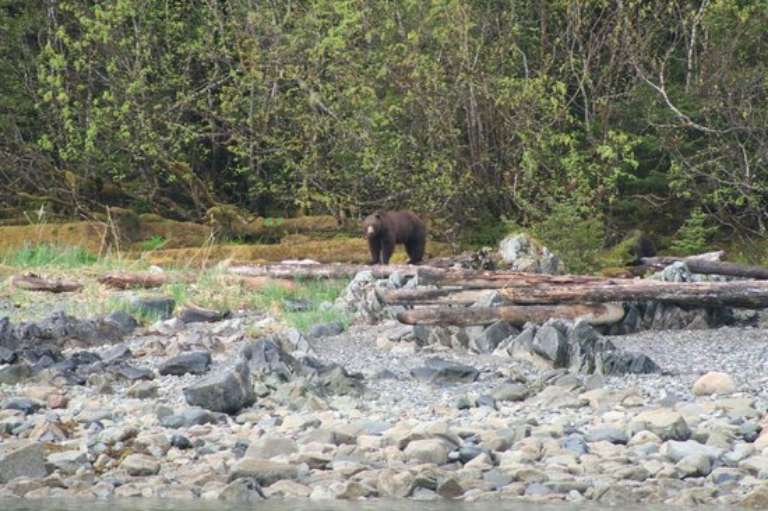 Misty Bay Lodge Whalewatching