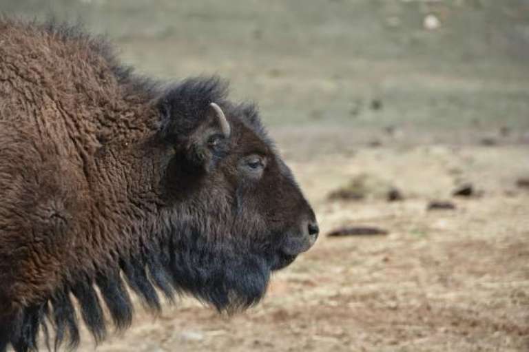 Colorado Wilderness Rides And Guides