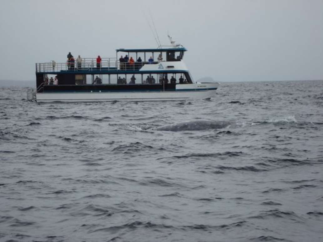 Sitka Wildlife Adventures