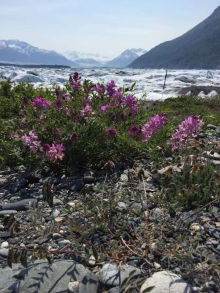 Alaska All Terrain Tours - Day Tours