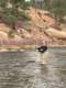 Trouts Fly Fishing