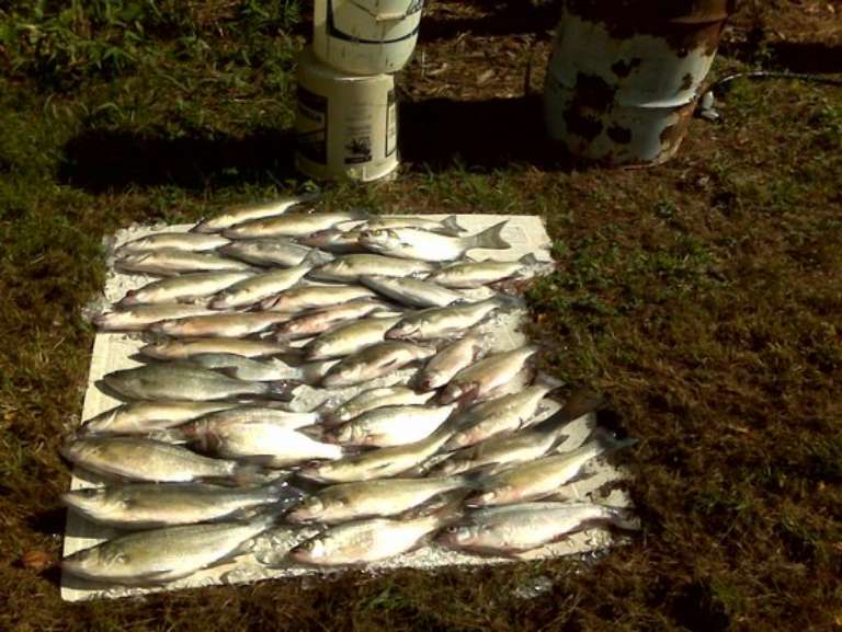 Tommy Cauley: Fishing Guide Service Greers Ferry Lake