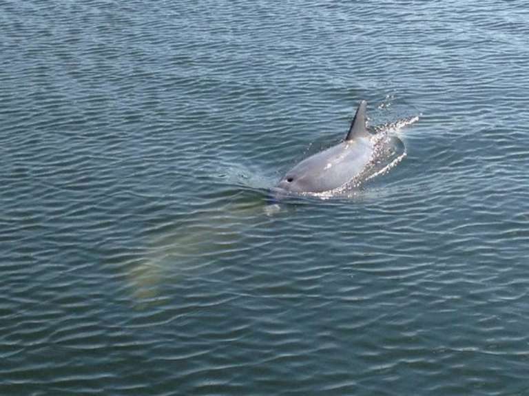 Beaufort River Tours